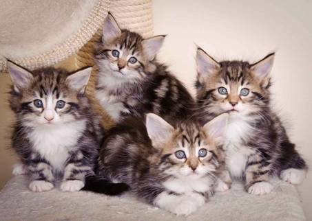 Description: J:\Pictures\M-kull\M-kull_6_weeks\20101231_M-kull_6_weeks_0081.jpg