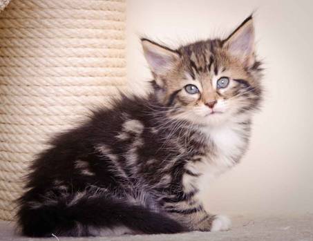 Description: J:\Pictures\M-kull\M-kull_6_weeks\20101231_M-kull_6_weeks_0016.jpg