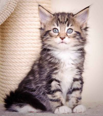 Description: J:\Pictures\M-kull\M-kull_6_weeks\20101231_M-kull_6_weeks_0010.jpg