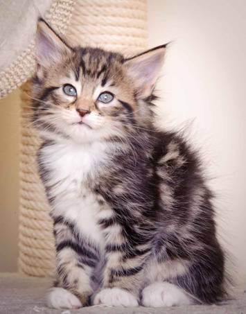 Description: J:\Pictures\M-kull\M-kull_6_weeks\20101231_M-kull_6_weeks_0008.jpg