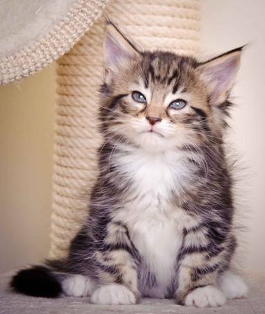 Description: J:\Pictures\M-kull\M-kull_6_weeks\20101231_M-kull_6_weeks_0005.jpg