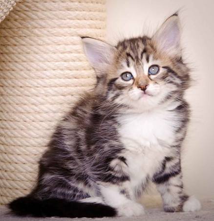 Description: J:\Pictures\M-kull\M-kull_6_weeks\20101231_M-kull_6_weeks_0027.jpg