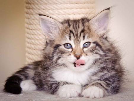 Description: J:\Pictures\M-kull\M-kull_6_weeks\20101231_M-kull_6_weeks_0022.jpg