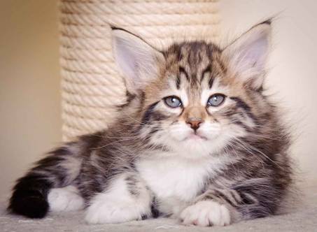 Description: J:\Pictures\M-kull\M-kull_6_weeks\20101231_M-kull_6_weeks_0021.jpg