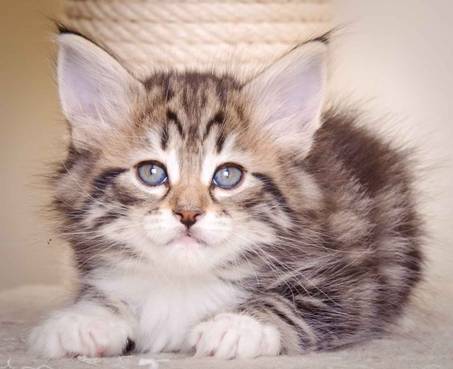 Description: J:\Pictures\M-kull\M-kull_6_weeks\20101231_M-kull_6_weeks_0036.jpg