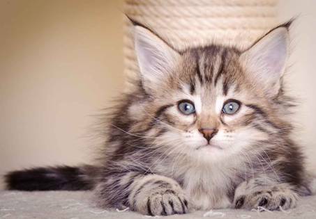 Description: J:\Pictures\M-kull\M-kull_6_weeks\20101231_M-kull_6_weeks_0041.jpg