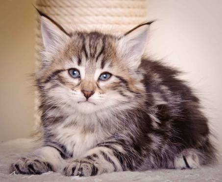 Description: J:\Pictures\M-kull\M-kull_6_weeks\20101231_M-kull_6_weeks_0039.jpg