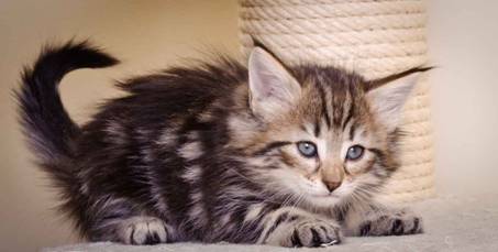 Description: J:\Pictures\M-kull\M-kull_6_weeks\20101231_M-kull_6_weeks_0049.jpg