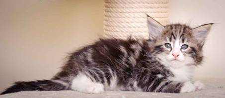 Description: J:\Pictures\M-kull\M-kull_6_weeks\20101231_M-kull_6_weeks_0066.jpg