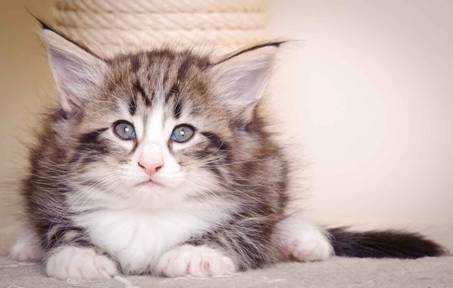 Description: J:\Pictures\M-kull\M-kull_6_weeks\20101231_M-kull_6_weeks_0058.jpg