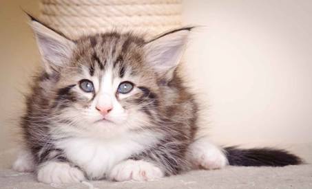 Description: J:\Pictures\M-kull\M-kull_6_weeks\20101231_M-kull_6_weeks_0056.jpg