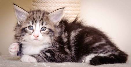 Description: J:\Pictures\M-kull\M-kull_6_weeks\20101231_M-kull_6_weeks_0069.jpg