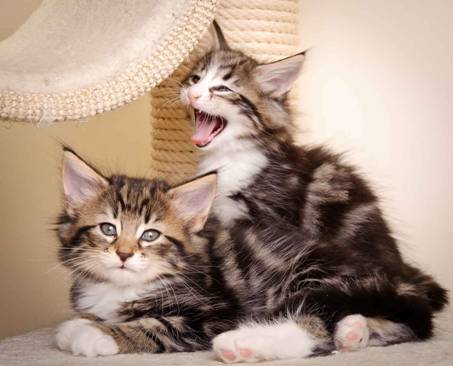 Description: J:\Pictures\M-kull\M-kull_7_weeks\20110106_M-kull_7_weeks_0002.jpg