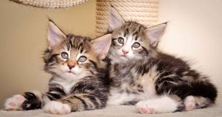 Description: J:\Pictures\M-kull\M-kull_7_weeks\20110106_M-kull_7_weeks_0004.jpg