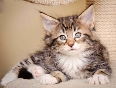 Description: J:\Pictures\M-kull\M-kull_7_weeks\20110106_M-kull_7_weeks_0017.jpg