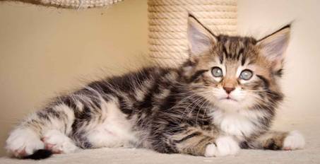 Description: J:\Pictures\M-kull\M-kull_7_weeks\20110106_M-kull_7_weeks_0015.jpg