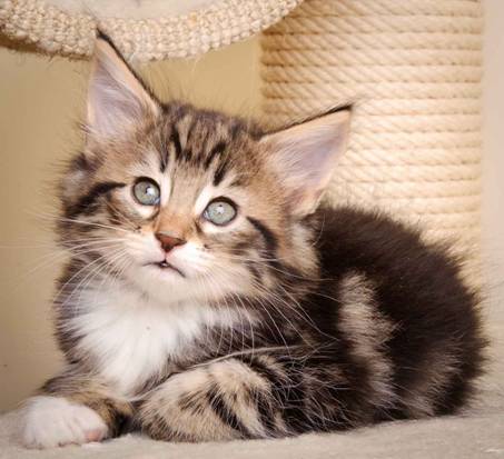 Description: J:\Pictures\M-kull\M-kull_7_weeks\20110106_M-kull_7_weeks_0021.jpg