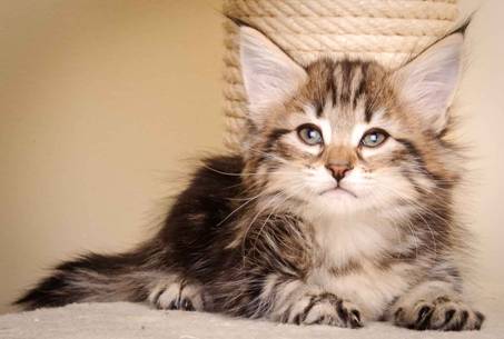 Description: J:\Pictures\M-kull\M-kull_7_weeks\20110106_M-kull_7_weeks_0047.jpg