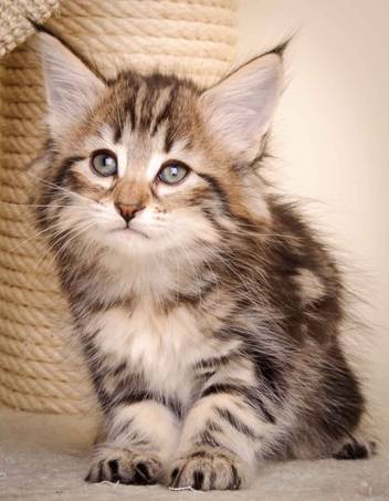 Description: J:\Pictures\M-kull\M-kull_7_weeks\20110106_M-kull_7_weeks_0046.jpg