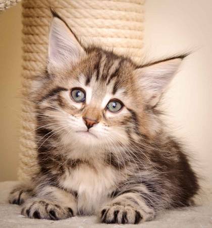 Description: J:\Pictures\M-kull\M-kull_7_weeks\20110106_M-kull_7_weeks_0045.jpg