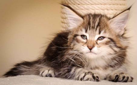 Description: J:\Pictures\M-kull\M-kull_7_weeks\20110106_M-kull_7_weeks_0048.jpg