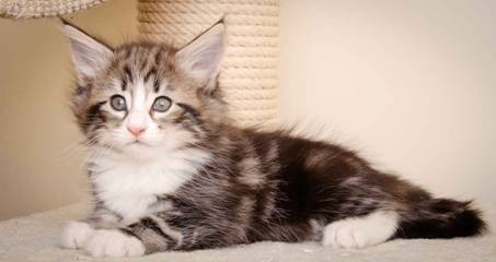 Description: J:\Pictures\M-kull\M-kull_7_weeks\20110106_M-kull_7_weeks_0063.jpg