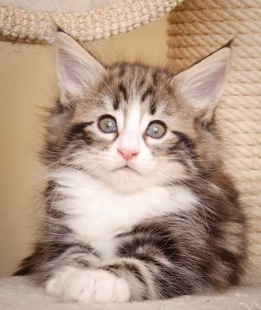 Description: J:\Pictures\M-kull\M-kull_7_weeks\20110106_M-kull_7_weeks_0059.jpg