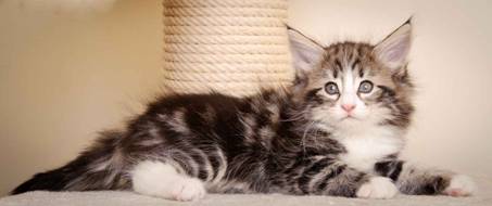 Description: J:\Pictures\M-kull\M-kull_7_weeks\20110106_M-kull_7_weeks_0055.jpg