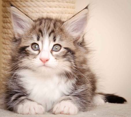 Description: J:\Pictures\M-kull\M-kull_7_weeks\20110106_M-kull_7_weeks_0051.jpg