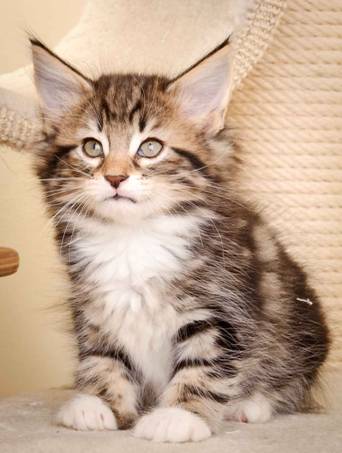 Description: Description: Description: J:\Pictures\M-kull\M-kull_8_weeks\20110114_M-kull_8_weeks_0011.jpg