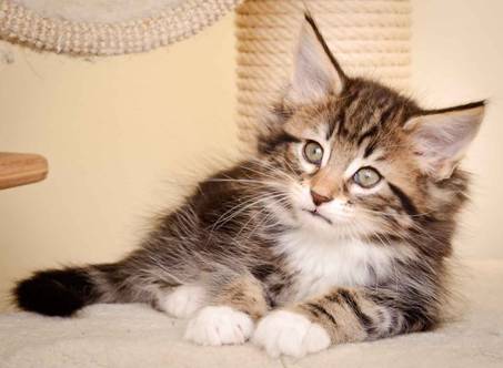 Description: Description: Description: J:\Pictures\M-kull\M-kull_8_weeks\20110114_M-kull_8_weeks_0006.jpg