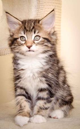 Description: Description: Description: J:\Pictures\M-kull\M-kull_8_weeks\20110114_M-kull_8_weeks_0002.jpg