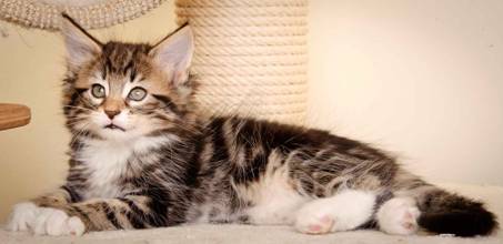 Description: Description: Description: J:\Pictures\M-kull\M-kull_8_weeks\20110114_M-kull_8_weeks_0017.jpg