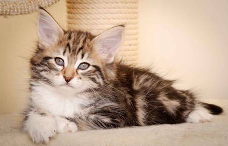 Description: Description: Description: J:\Pictures\M-kull\M-kull_8_weeks\20110114_M-kull_8_weeks_0035.jpg