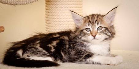 Description: Description: Description: J:\Pictures\M-kull\M-kull_8_weeks\20110114_M-kull_8_weeks_0031.jpg