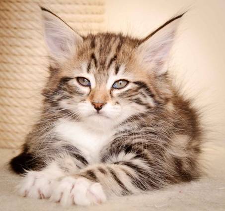 Description: Description: Description: J:\Pictures\M-kull\M-kull_8_weeks\20110114_M-kull_8_weeks_0028.jpg