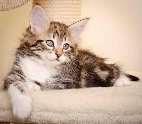 Description: Description: Description: J:\Pictures\M-kull\M-kull_8_weeks\20110114_M-kull_8_weeks_0037.jpg