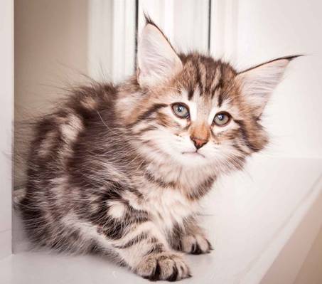 Description: Description: J:\Pictures\M-kull\M-kull_8_weeks\20110115_M-kull_8_weeks_0016.jpg