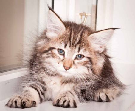 Description: Description: J:\Pictures\M-kull\M-kull_8_weeks\20110115_M-kull_8_weeks_0014.jpg