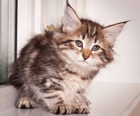 Description: Description: J:\Pictures\M-kull\M-kull_8_weeks\20110115_M-kull_8_weeks_0011.jpg