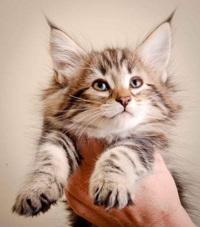 Description: J:\Pictures\M-kull\M-kull_8_weeks\20110114_M-kull_8_weeks_0075.jpg