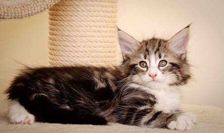 Description: Description: Description: J:\Pictures\M-kull\M-kull_8_weeks\20110114_M-kull_8_weeks_0052.jpg