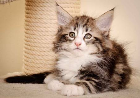 Description: Description: Description: J:\Pictures\M-kull\M-kull_8_weeks\20110114_M-kull_8_weeks_0049.jpg