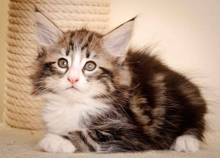 Description: Description: Description: J:\Pictures\M-kull\M-kull_8_weeks\20110114_M-kull_8_weeks_0045.jpg