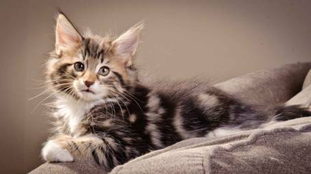 Description: J:\Pictures\M-kull\M-kull_9_weeks\20110121_M-kull_9_weeks_0013.jpg