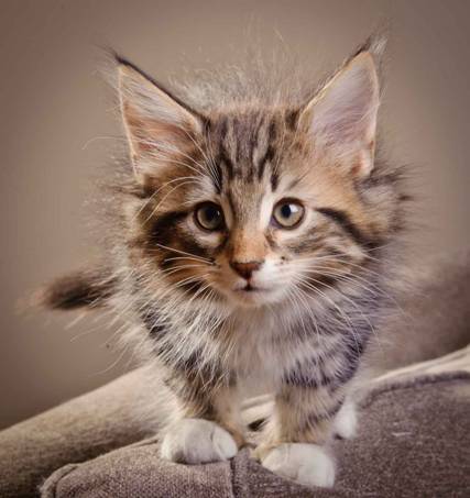 Description: J:\Pictures\M-kull\M-kull_9_weeks\20110121_M-kull_9_weeks_0008.jpg