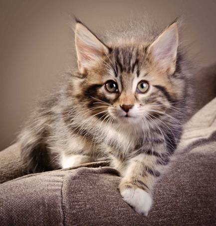 Description: J:\Pictures\M-kull\M-kull_9_weeks\20110121_M-kull_9_weeks_0007.jpg