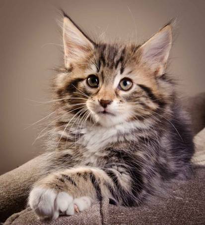 Description: J:\Pictures\M-kull\M-kull_9_weeks\20110121_M-kull_9_weeks_0021.jpg