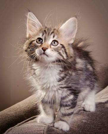 Description: J:\Pictures\M-kull\M-kull_9_weeks\20110121_M-kull_9_weeks_0044.jpg