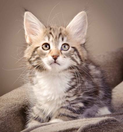 Description: J:\Pictures\M-kull\M-kull_9_weeks\20110121_M-kull_9_weeks_0040.jpg